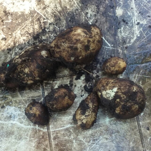 Plant image Solanum tuberosum 'Russet Burbank'