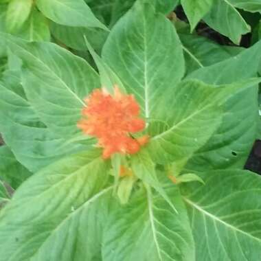 Celosia