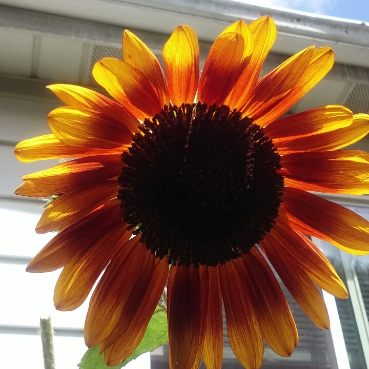 Plant image Helianthus annuus 'Autumn Beauty'