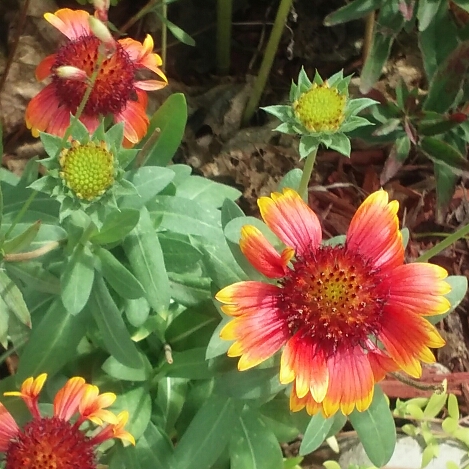 plant image 825982