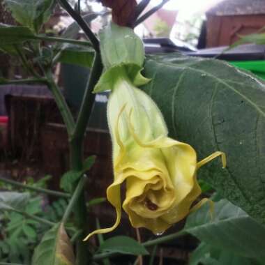 Brugmansia versicolor 'Ecuador Pink'