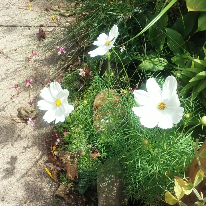 plant image 828208