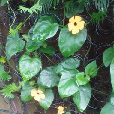 Thunbergia alata