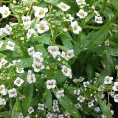 Lobularia maritima  syn. Alyssum maritimum
