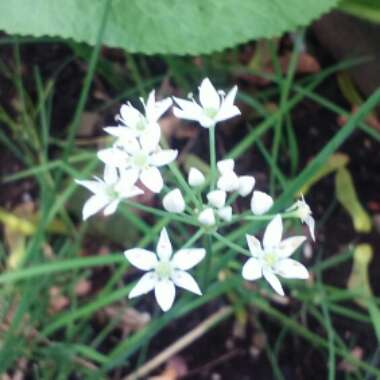 Allium tuberosum