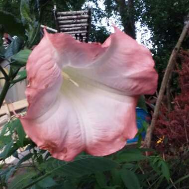 Brugmansia