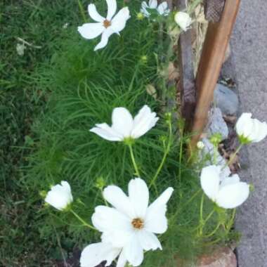 Cosmos Bipinnatus 'Sonata White'