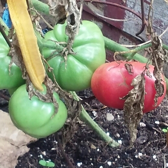 Solanum Lycopersicum 'Mortgage Lifter'