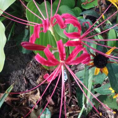 Lycoris radiata