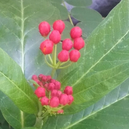 Plant image Asclepias syriaca