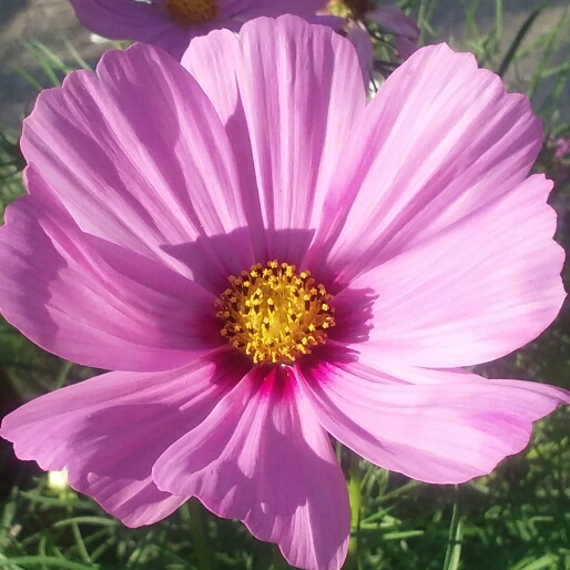 Plant image Cosmos 'Sonata Pink Blush'