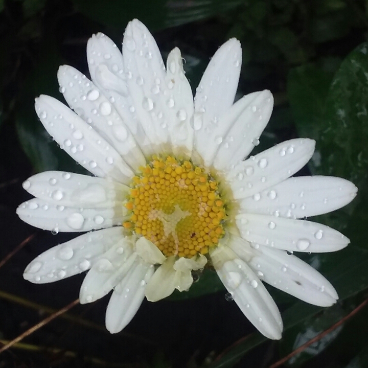plant image 863276