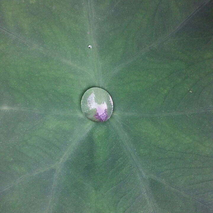 Plant image Colocasia esculenta  syn. Colocasia antiquorum