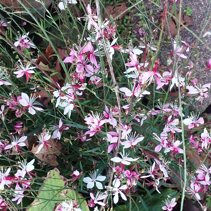 Plant image Oenothera lindheimeri 'Passionate Pink' syn. Gaura lindheimeri 'Passionate Pink'