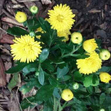 Chrysanthemum