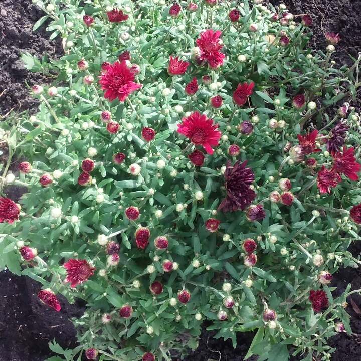 plant image 871198