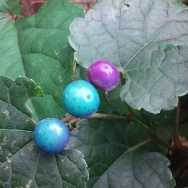 Ampelopsis Glandulosa