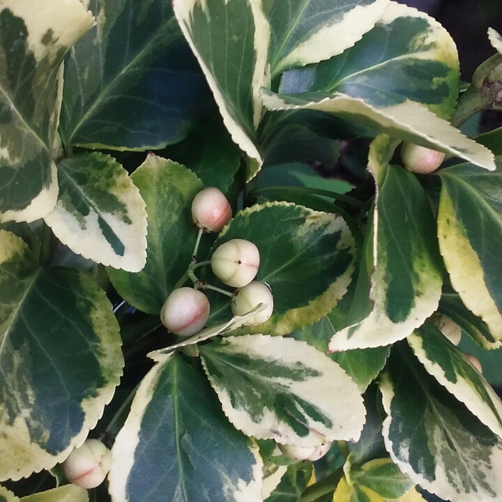 plant image 871755 plant image 871755
