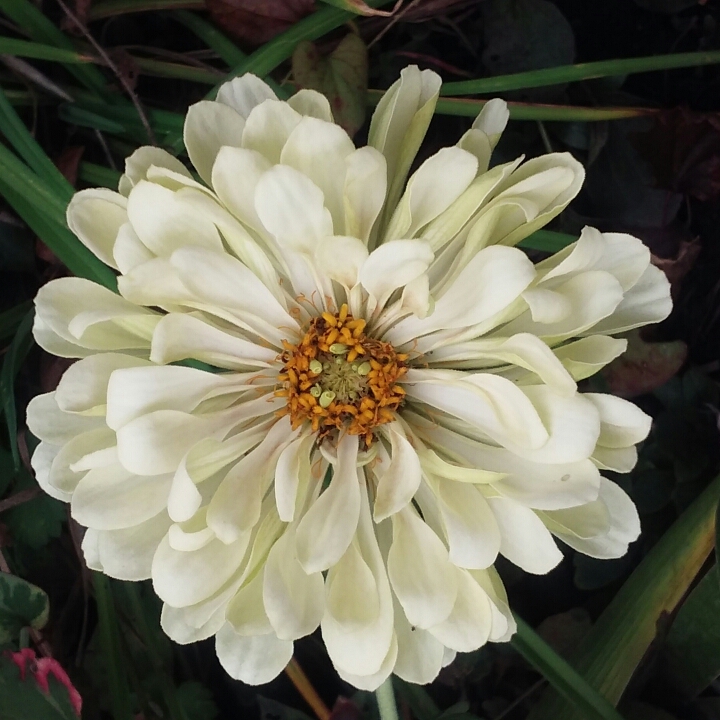 plant image 875512 plant image 875512