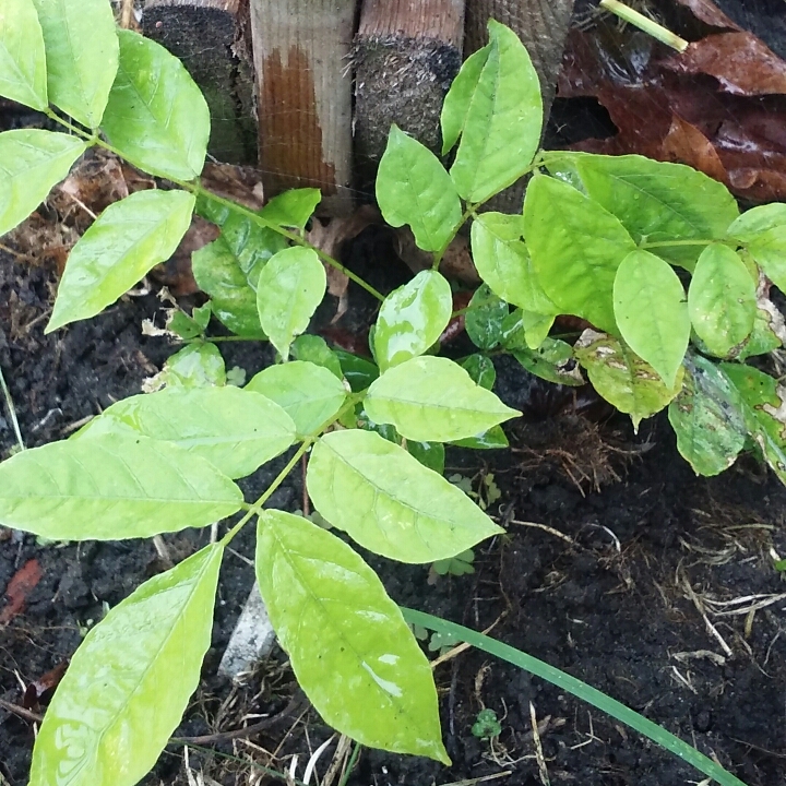 plant image 875514 plant image 875514
