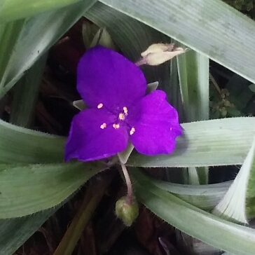 plant image 875551 plant image 875551