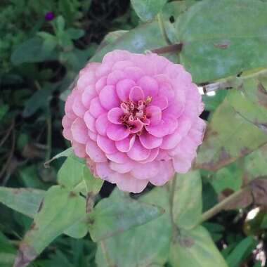 Zinnia elegans 'Lilliput Pink' (Lilliput Series)
