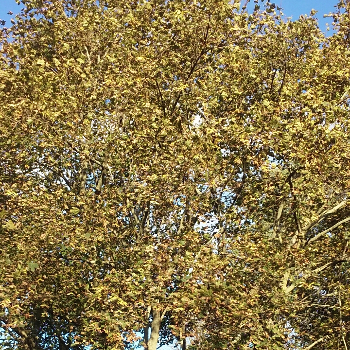 plant image 878001