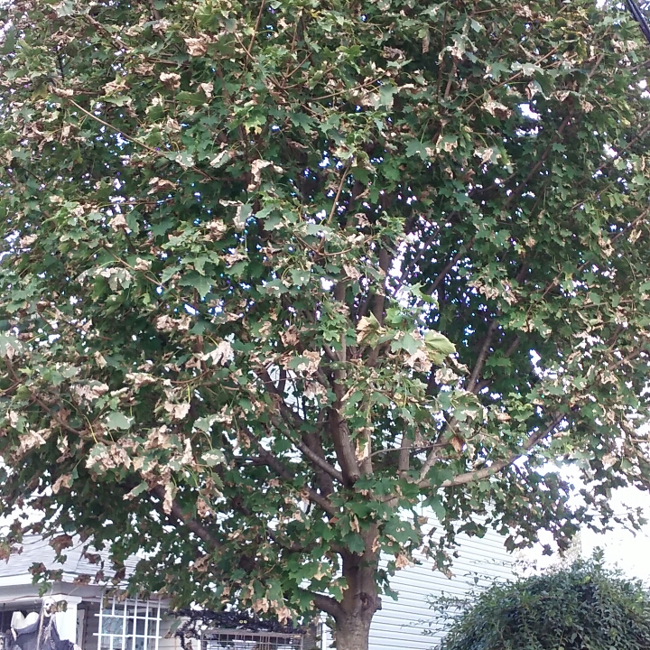 Plant image Acer