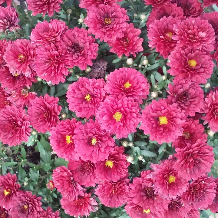 plant image 881078
