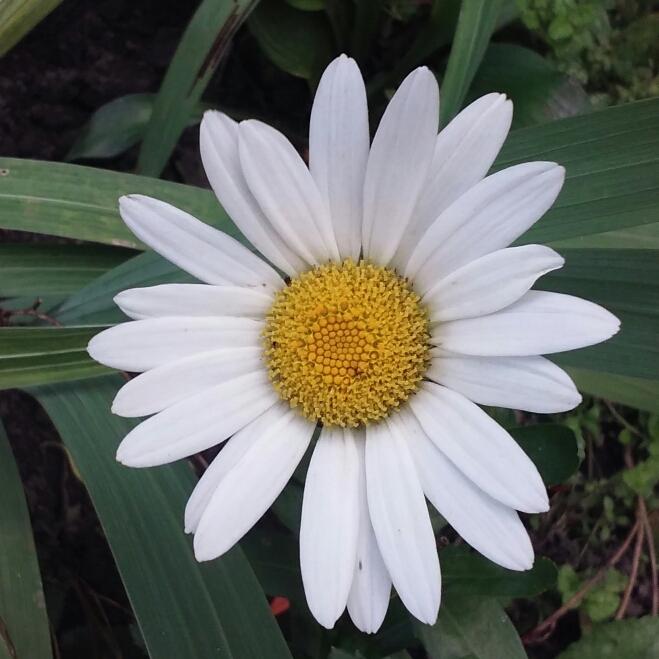 Plant image Bellis perennis