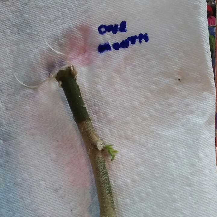 plant image 896512
