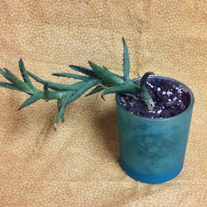 plant image 901892