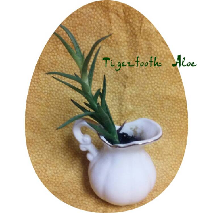 plant image 901894