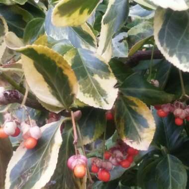 Euonymus Japonicus