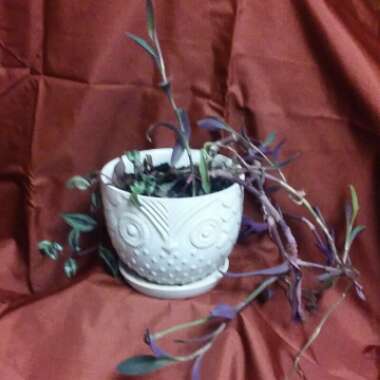 Tradescantia zebrina  syn. Tradescantia tricolor, Tradescantia zebrina pendula, Tradescantia pendula