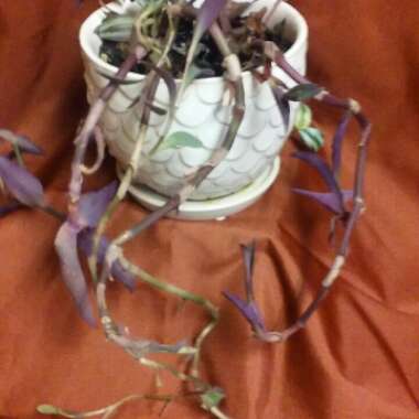 Tradescantia pallida 'Purpurea' syn. Tradescantia pallida 'Purple Heart'