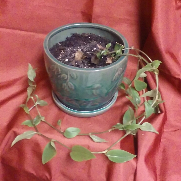 Plant image Tradescantia fluminensis