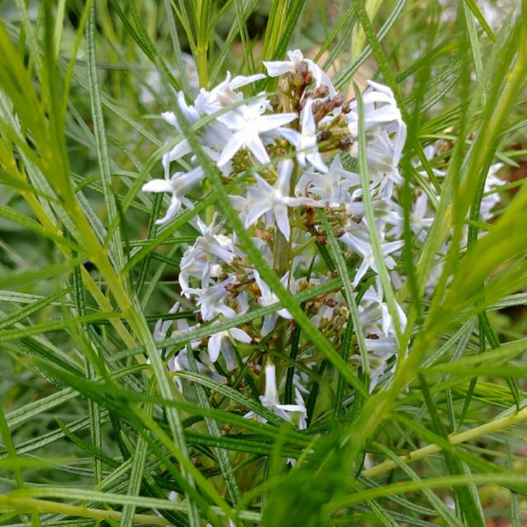 Plant image Amsonia hubrechtii