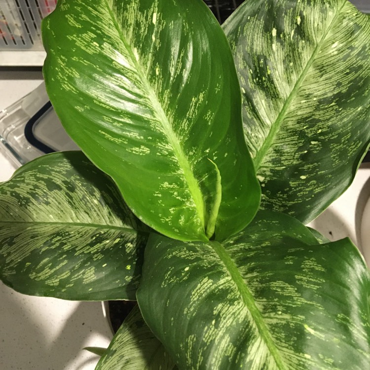 plant image 1185100