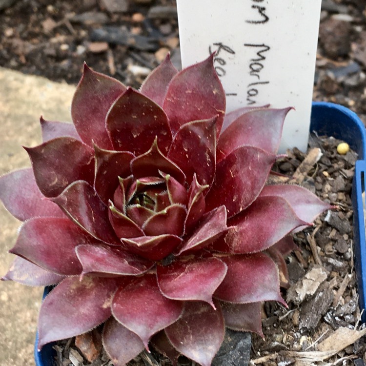 Plant image Sempervivum Marland Beauty