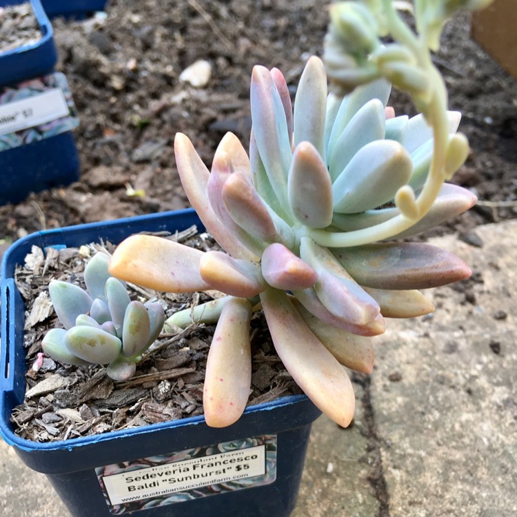 plant image 1190698