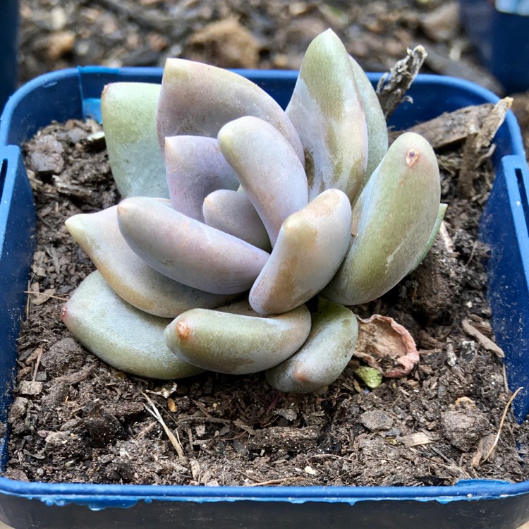 plant image 1190701