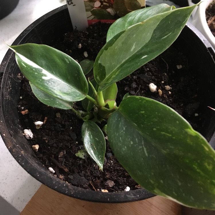 Plant image Philodendron 'White Princess'