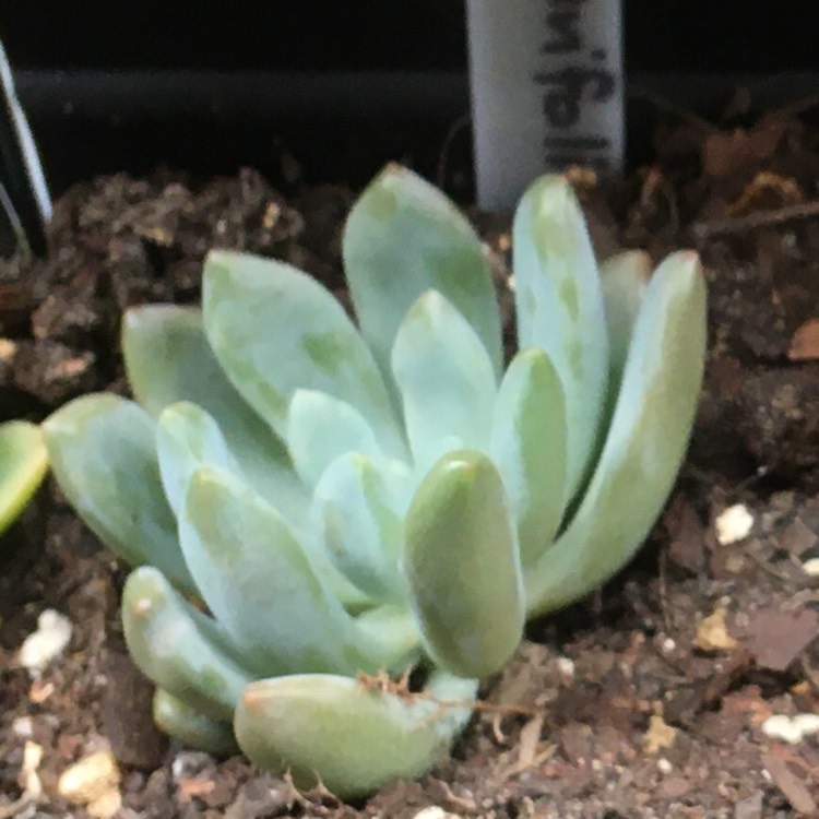 plant image 1194170