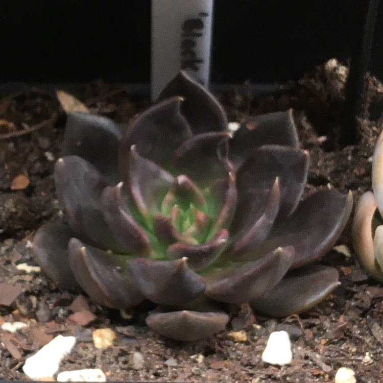 plant image 1194171 plant image 1194171