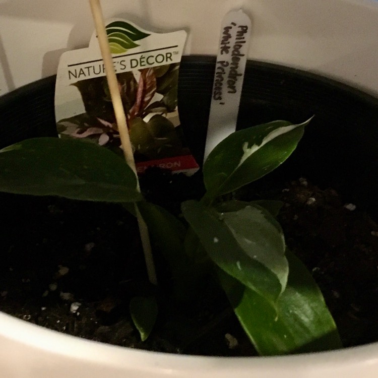 plant image 1201506 plant image 1201506