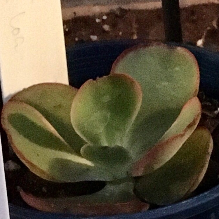 plant image 1201519