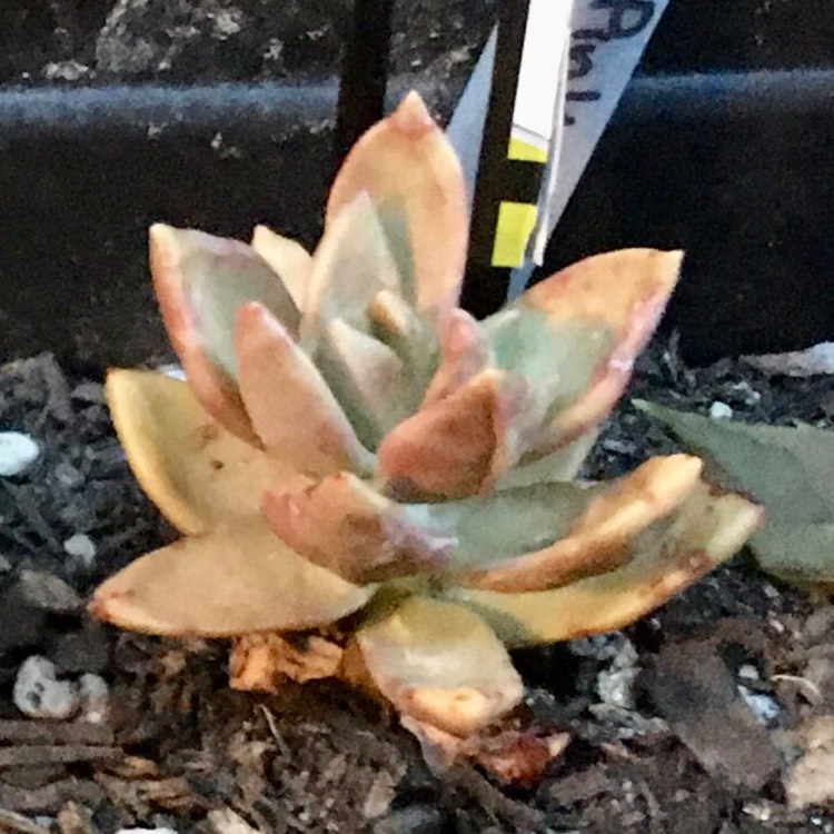 plant image 1201529 plant image 1201529