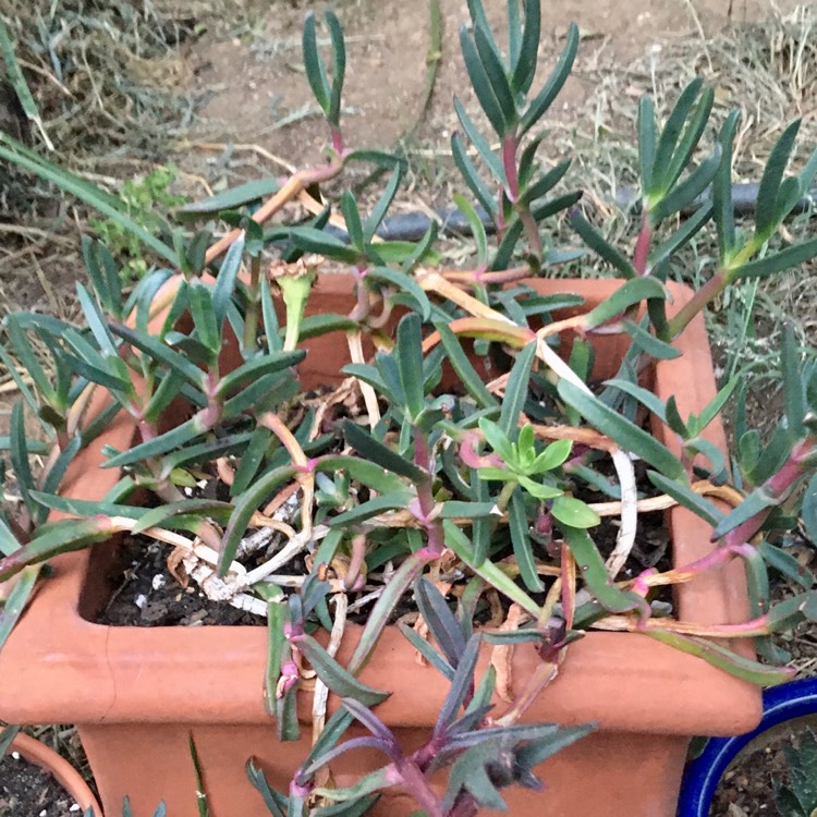 plant image 1201562 plant image 1201562