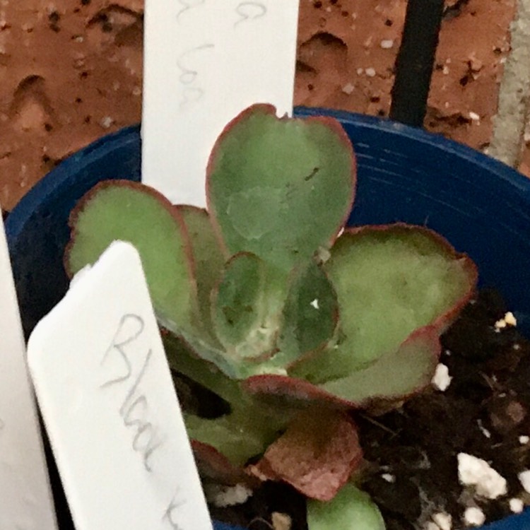 plant image 1218709